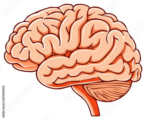 Human brain anatomical illustration, side view, cartoon style.