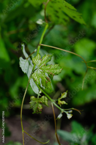 Grape Leaf Disease Caused by Daktulosphaira vitifoliae