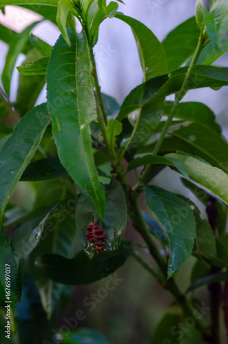 Peach Leaf Curl Disease Caused by Taphrina deformans