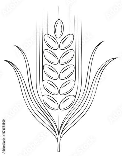 Minimalist black outline drawing of a wheat ear cereal crop illustration