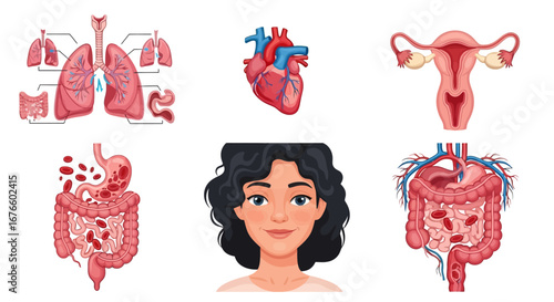 Human internal organs and systems vector set, featuring heart, lungs, and digestive tract, with a woman's portrait.