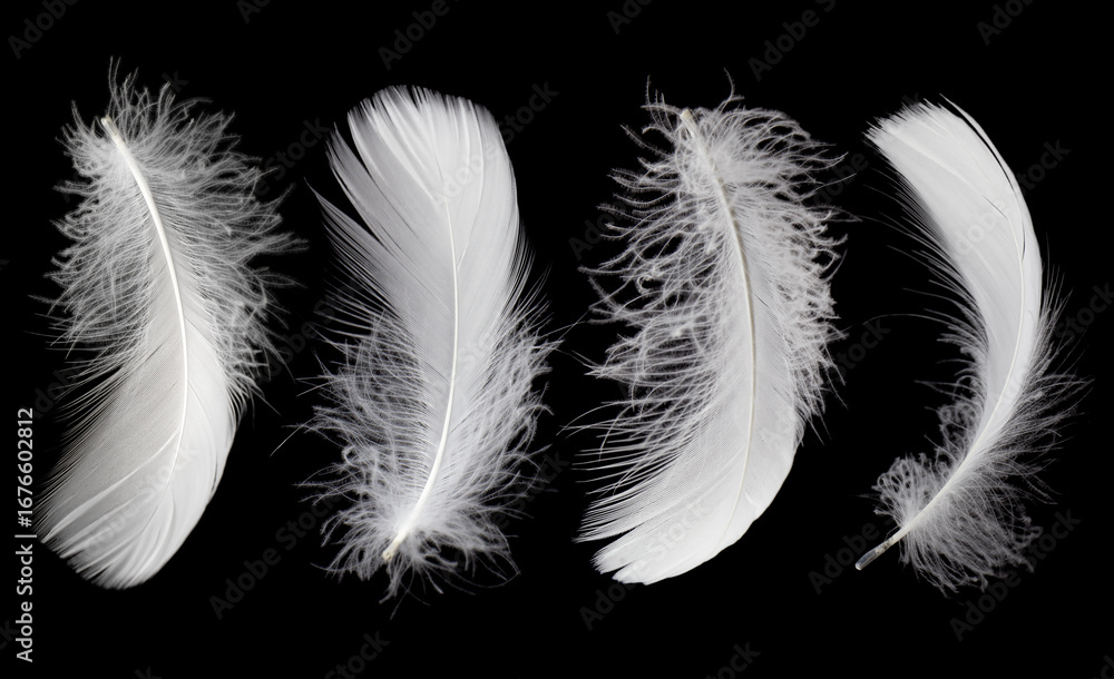 Obraz premium White Bird Feathers on Black Background. Fluffy Downy. Softness of Feathers on Black.