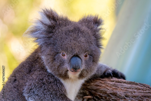 Canvas Print koala portrait