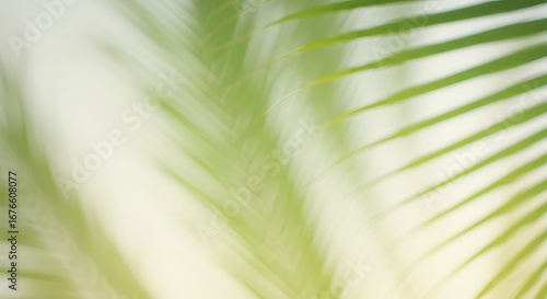 A soft focus close-up of vibrant green palm leaves framing a bright, sunlit background.


