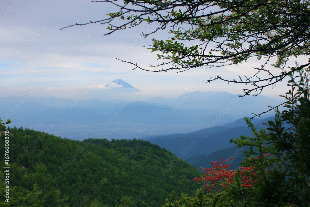 Obraz premium 甘利山のレンゲツツジと富士山