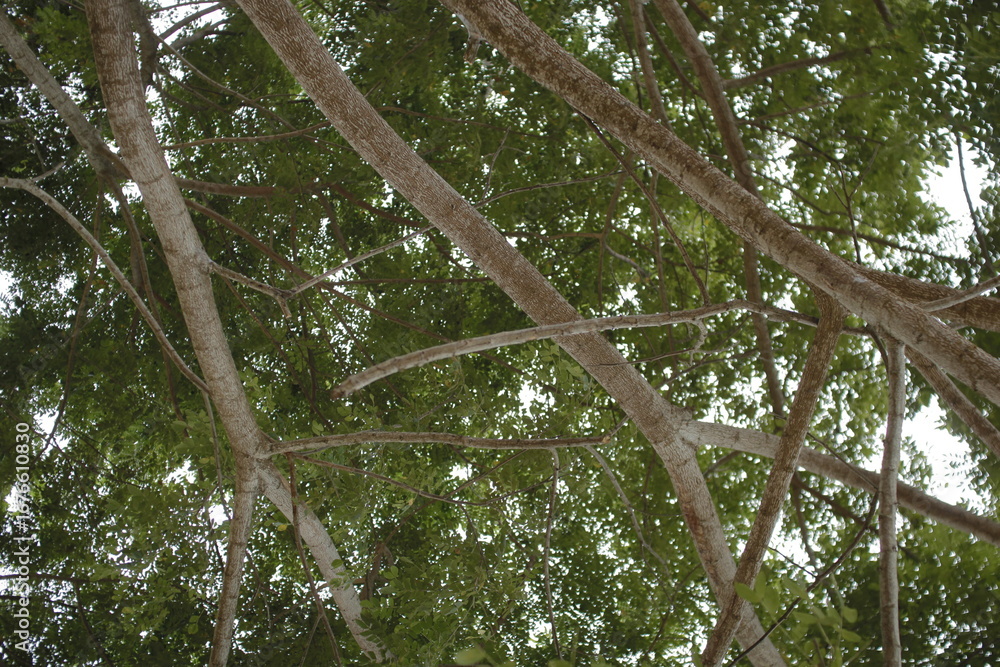 Fototapeta premium Ramas de un árbol de la costa