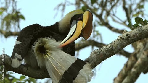 Great Indian Hornbill Cleaning Feathers in Kaziranga National Park, Assam, India