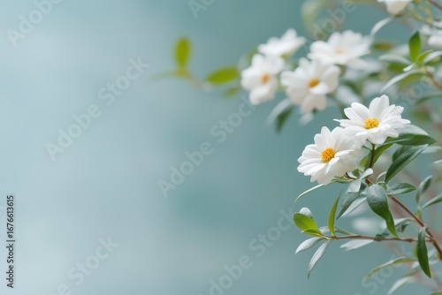 Delicate White Flowers on Soft Blue Background for Serene Decor