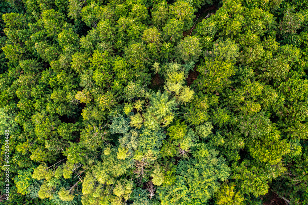 Naklejka premium Zielony las widok z powierza, małopolska 