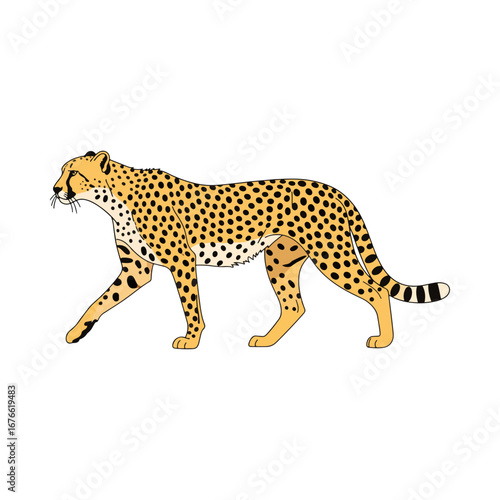 A graceful cheetah walking, captured in a detailed color illustration. A depiction of the fast wild cat from the African savanna, known for its beautiful spotted coat.