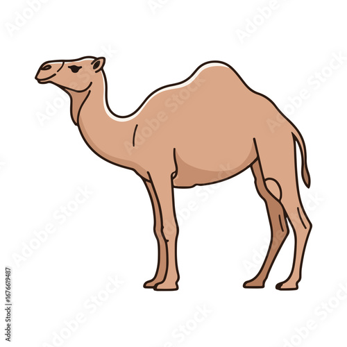 A dromedary camel with one hump standing in profile. A classic illustration of a desert animal known for its endurance. Isolated on a white background.