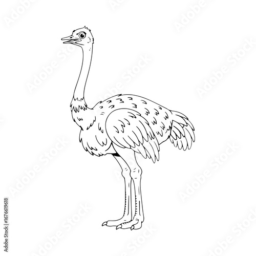 An elegant ostrich standing tall. A detailed line art sketch of the large flightless bird. Ideal for zoo themes, wildlife illustrations, and educational projects about African fauna.