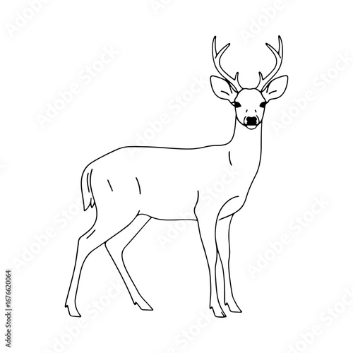 A graceful line art drawing of a white-tailed deer. Elegant black and white outline of a buck with antlers, perfect for nature themes, hunting logos, or coloring books.