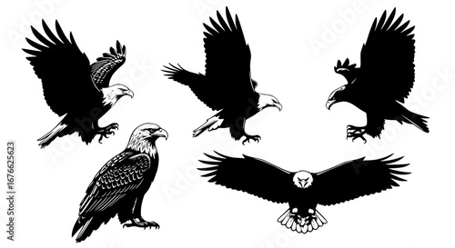 Vector art of collection of eagle silhouettes in different poses for POD