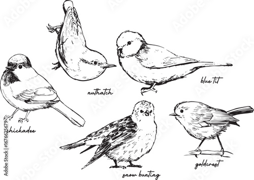 Songbirds of the wild, hand-drawn sketches celebrating nature and wildlife, black and white ink illustrations of woodland birds, inspired by rural landscapes and bird diversity.