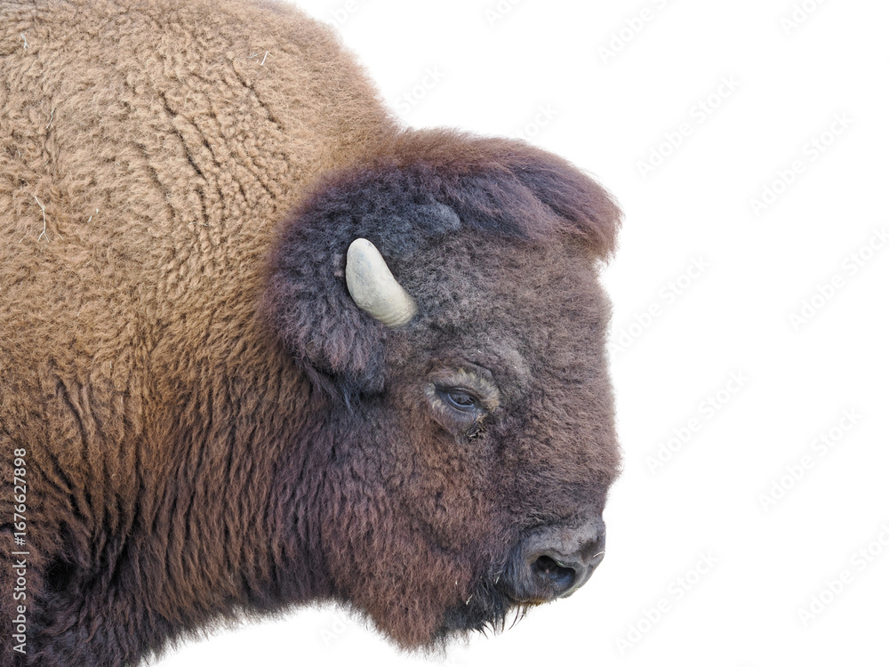 Fototapeta premium 白背景にアメリカバイソンの切り抜き