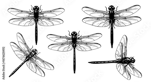 Vector art of dragonfly vector illustration, detailed insect drawing for POD