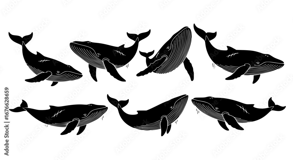 Obraz premium Vector art of collection of whale silhouettes for design use for POD