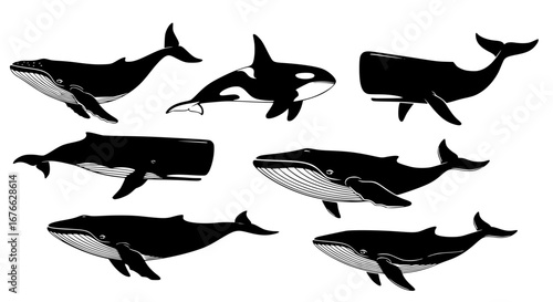 Vector art of collection of whale and orca in vector illustration for POD