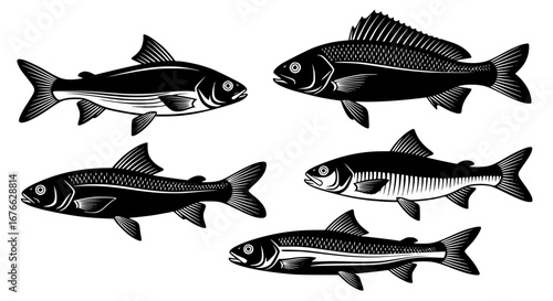 Vector art of silhouette of various fish species for POD