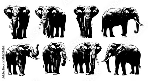 Vector art of group of elephants in black and white for POD
