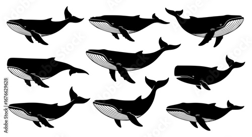 Vector art of collection of whale illustrations for design and decoration for POD