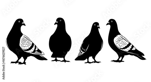 Vector art of four pigeons are standing in a vector illustration for POD