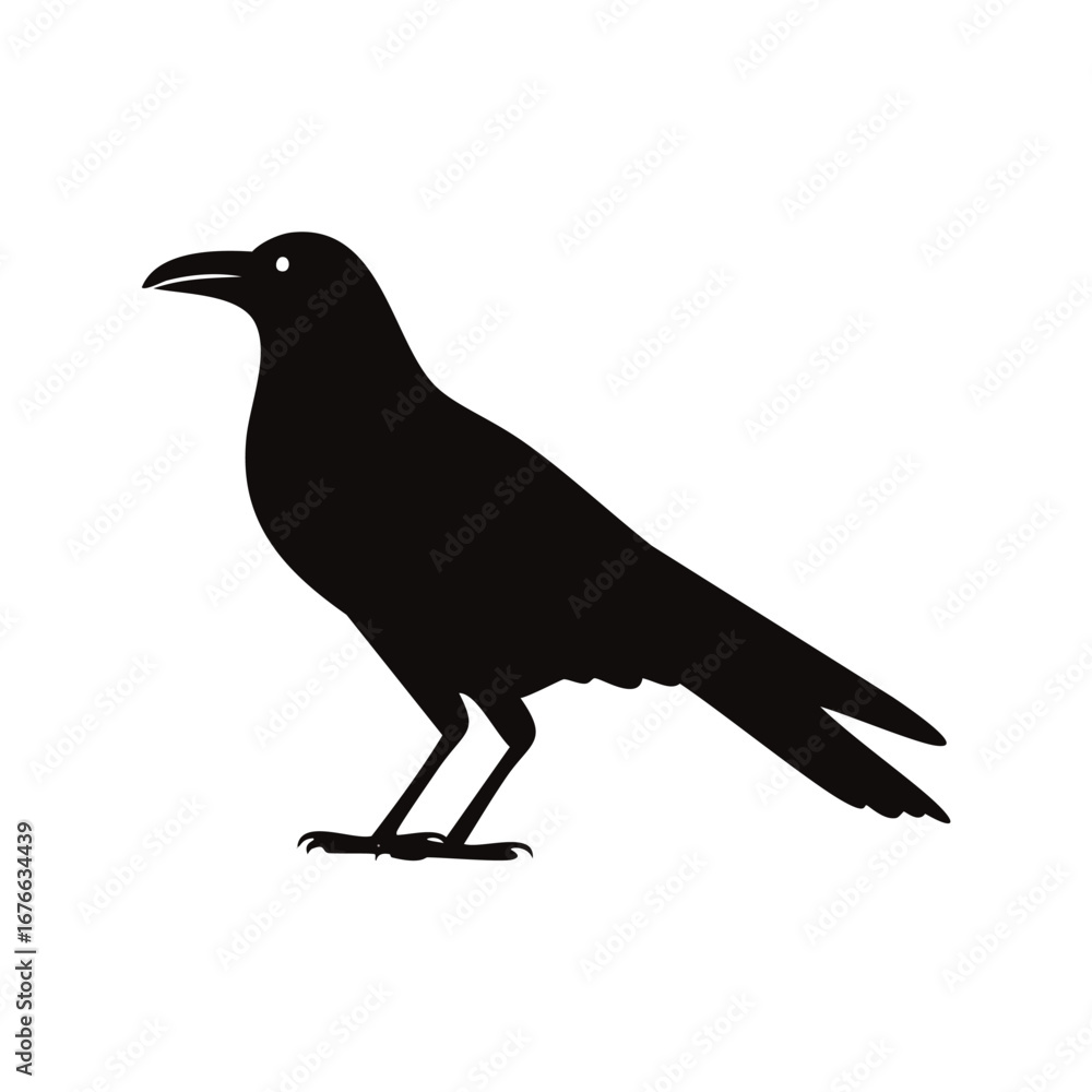 Fototapeta premium Black bird silhouette standing on white background avian