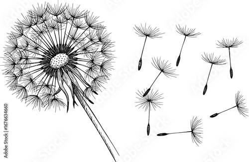 Dandelion flower and seeds blowing in the wind in black and white illustration on transparent background