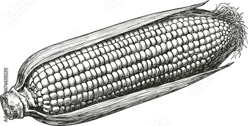 A detailed illustration of an ear of corn with husk and kernels on transparent background