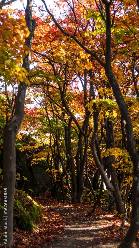 Naklejka premium Autumn forest path (5)