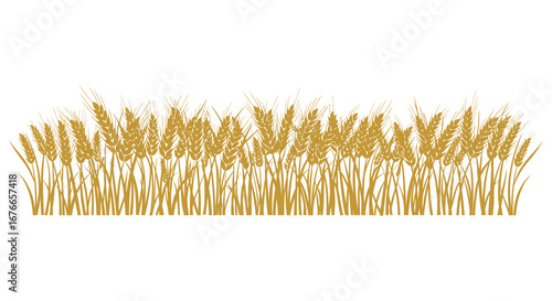 Golden wheat stalks in a field on a white background
