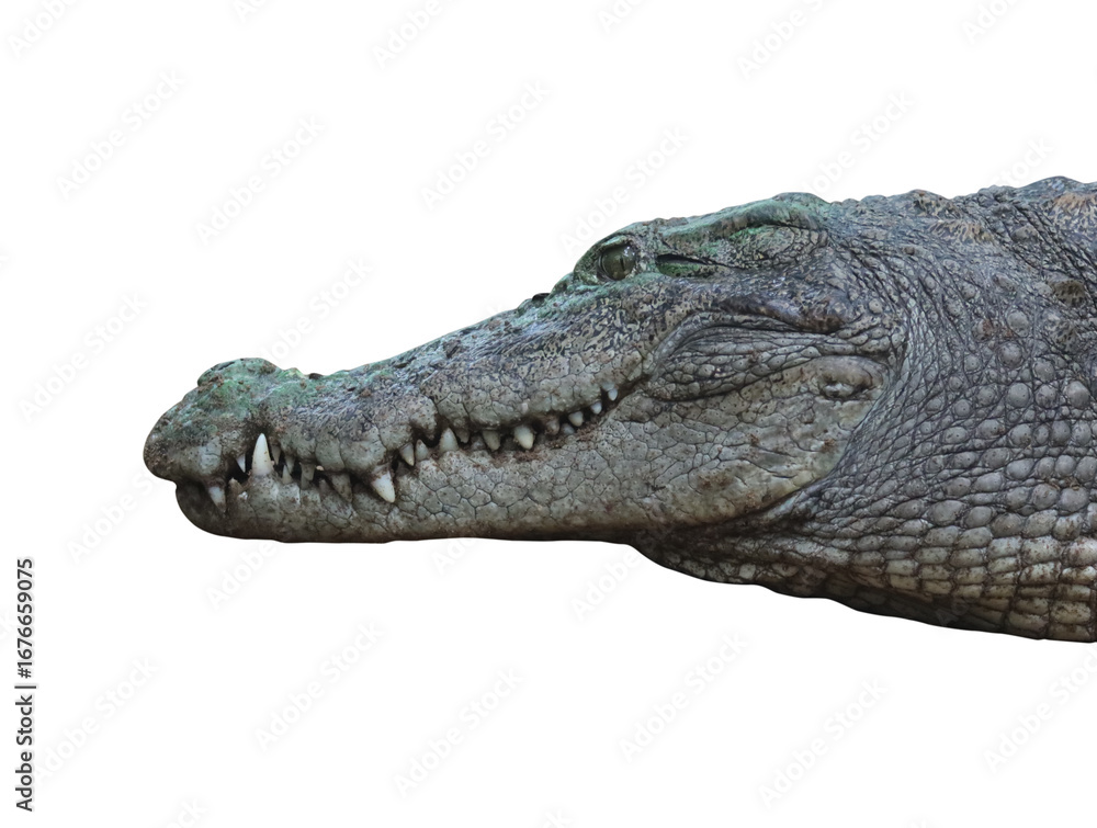 Fototapeta premium Crocodile head isolated in transparent background