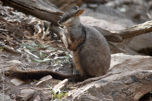 Obraz na płótnie this is a side view of a brush tailed wallaby