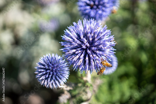 Canvas Print Bees on Globe Thistle Flower in Summer Garden, Stockholm, Sweden