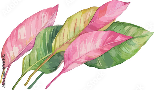 Watercolor painting of variegated pink and green philodendron pink princess leaves on white background