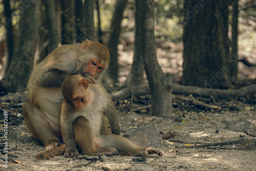 Obraz na plátne Behavior of macaques in the natural environment