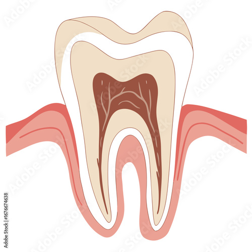 Tooth anatomy cross section with roots and gum line vector