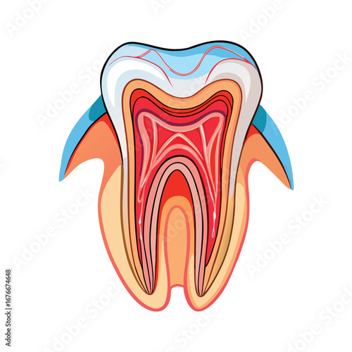 Detailed cross section of a healthy tooth with visible layers and blood vessels dental anatomy