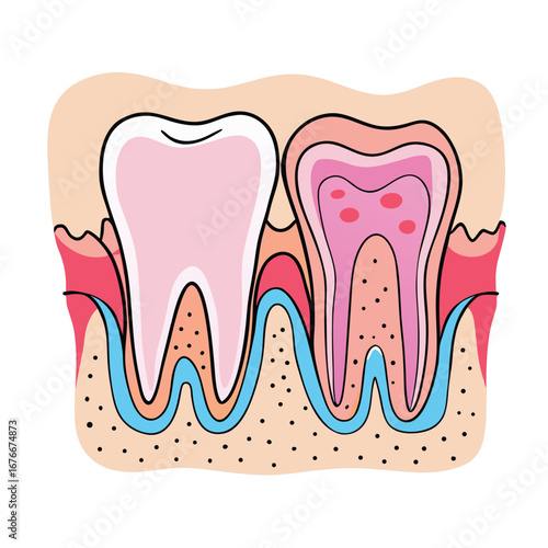 Healthy and unhealthy tooth cross section dental anatomy teeth