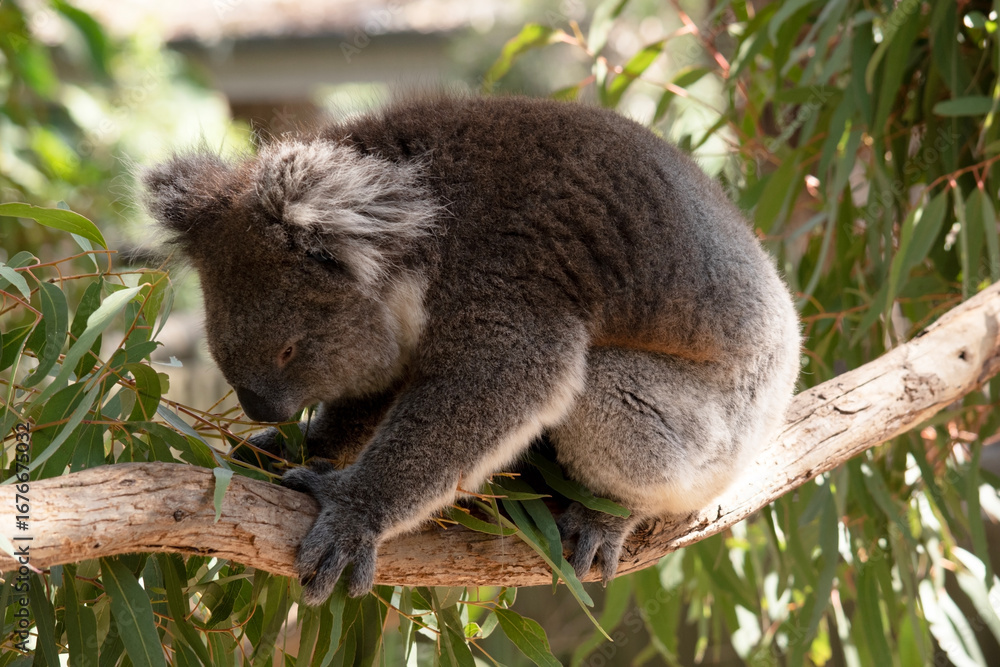 Fototapeta premium the koala ia eating gum leaves