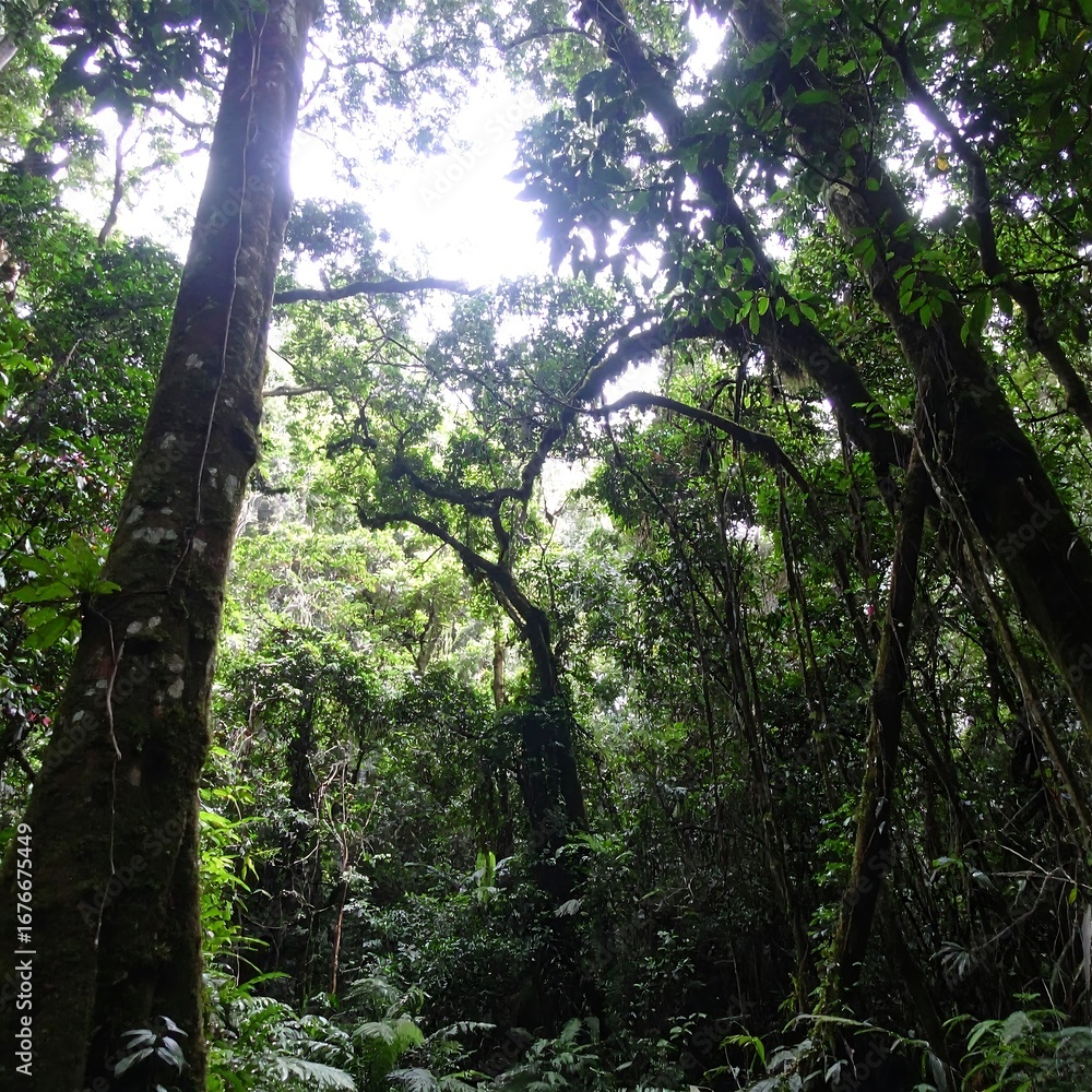 Fototapeta premium Lush Tropical Rainforest Canopy Sunlight Filtering Through Trees.