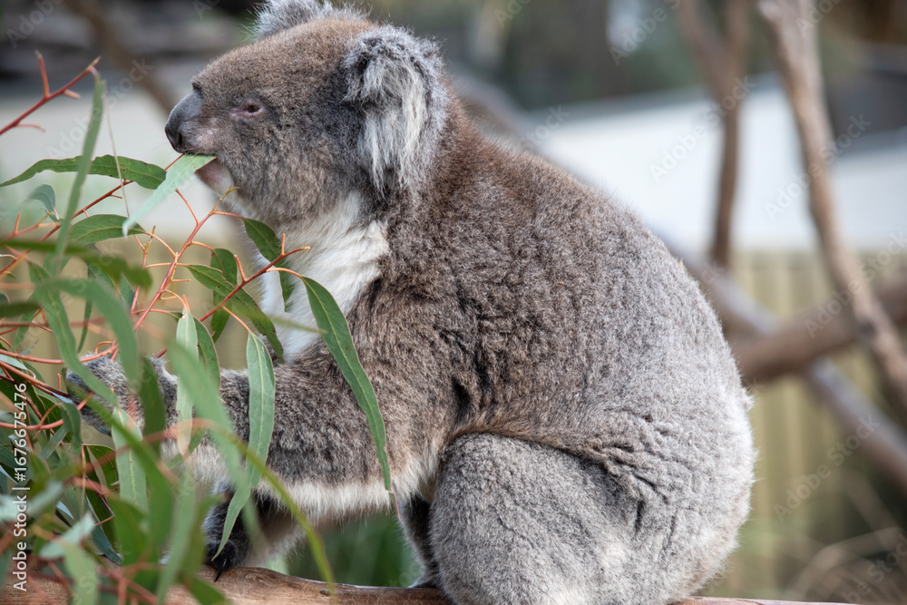 Fototapeta premium the koala ia eating eucalyptus leaves
