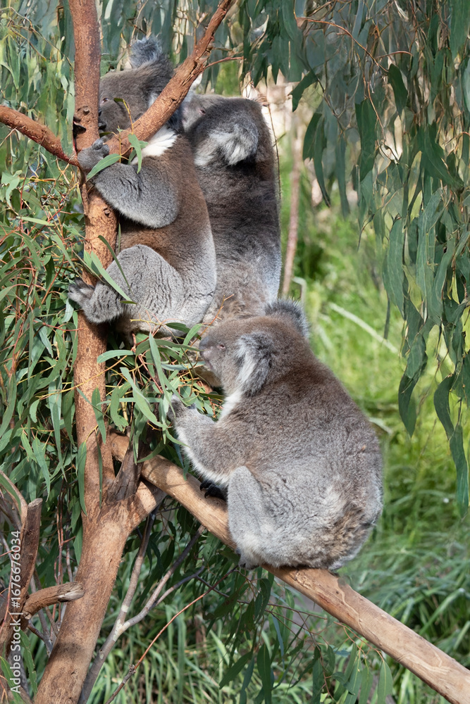 Naklejka premium three koalas sharing a tree