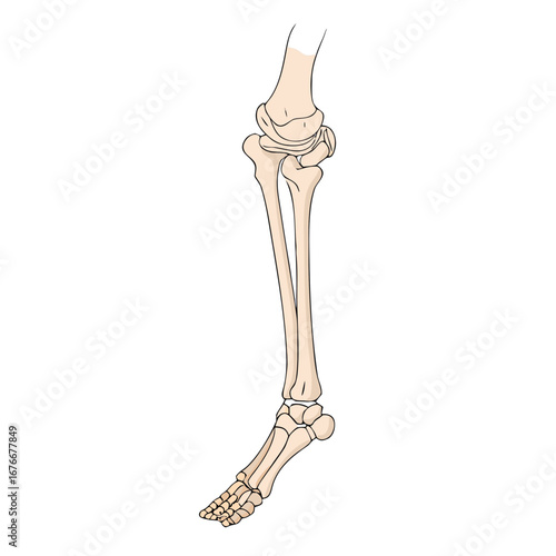 Human leg bones knee ankle foot anatomy vector