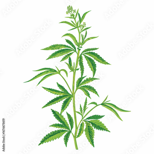 Green cannabis plant with serrated leaves and small flowers vector