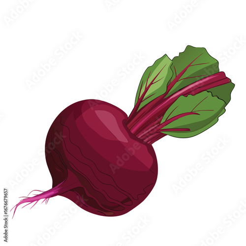 Deep red beet with vibrant green leaves and purple stems root vegetable