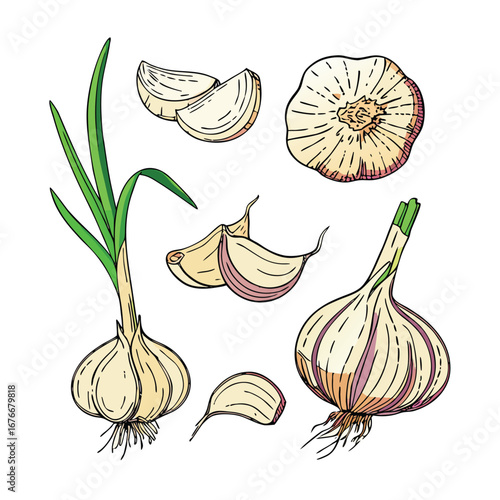 Fresh garlic bulbs and cloves with green sprouts allium