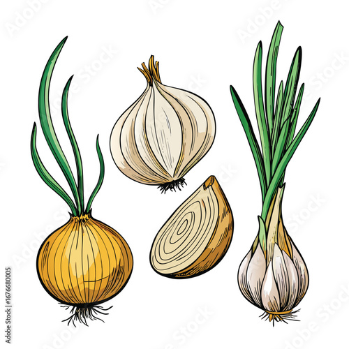 Yellow and white onions with green sprouts and a sliced onion garlic vegetable