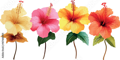 Four vibrant hibiscus flowers in various colors arranged against a clean white background